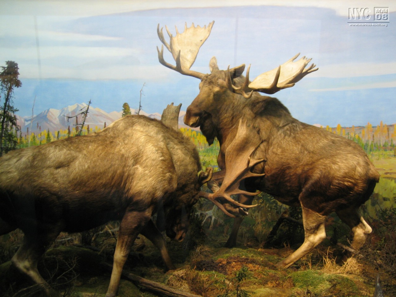 080516_nyc_tag5_mk008