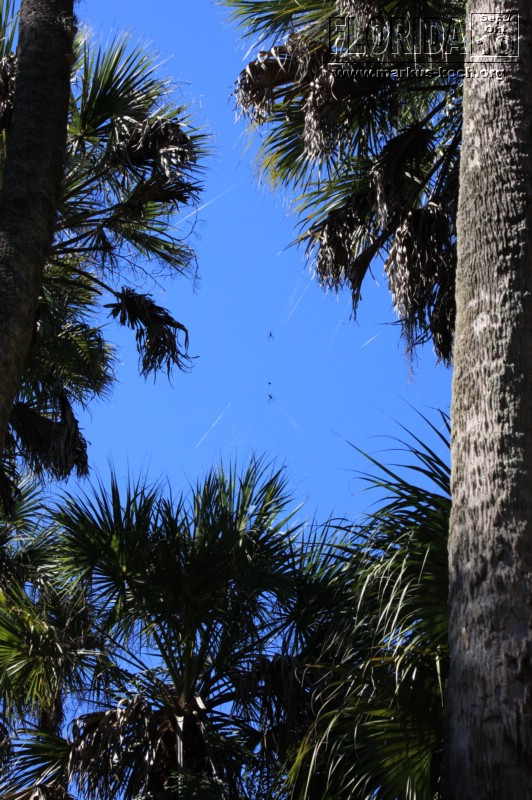 20101008_way_to_cape_coral_mk015