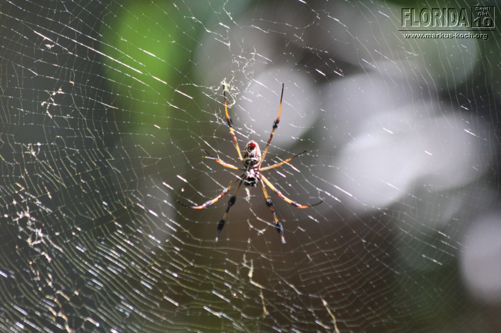 20101008_way_to_cape_coral_mk019