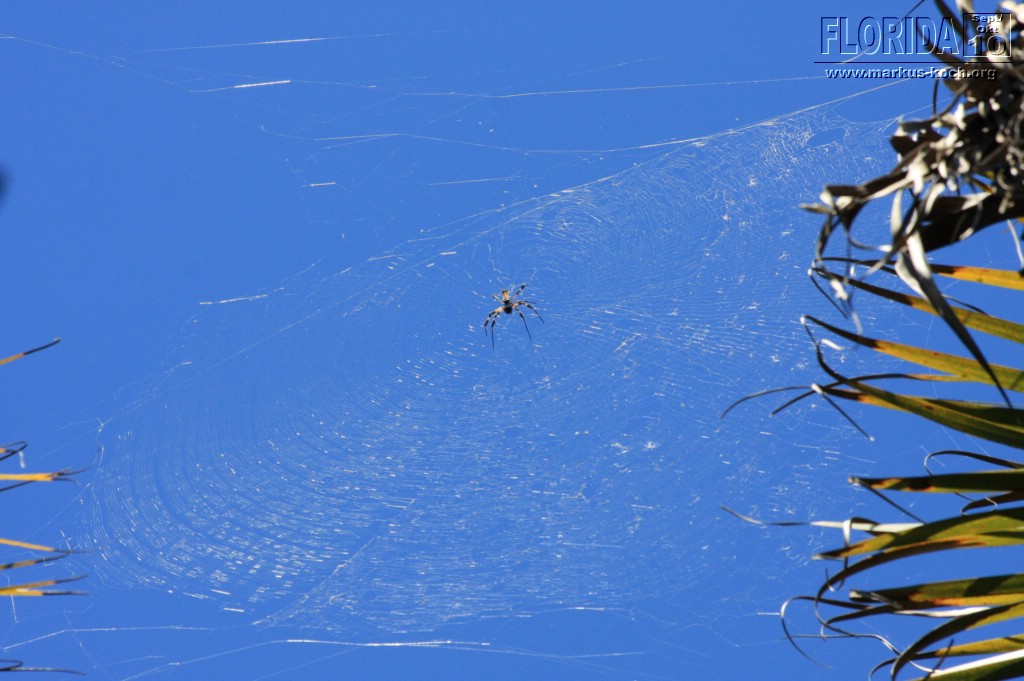 20101008_way_to_cape_coral_mk026