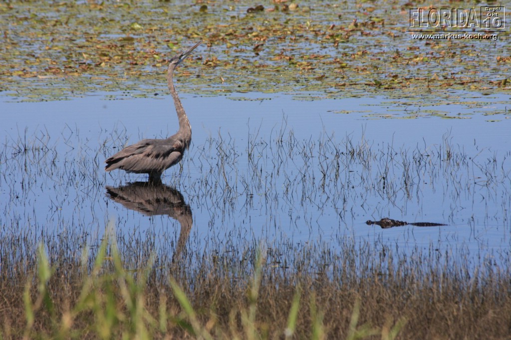 20101008_way_to_cape_coral_mk072