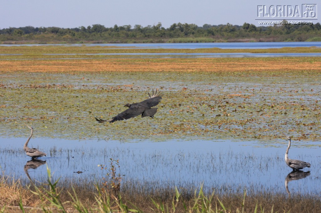 20101008_way_to_cape_coral_mk077