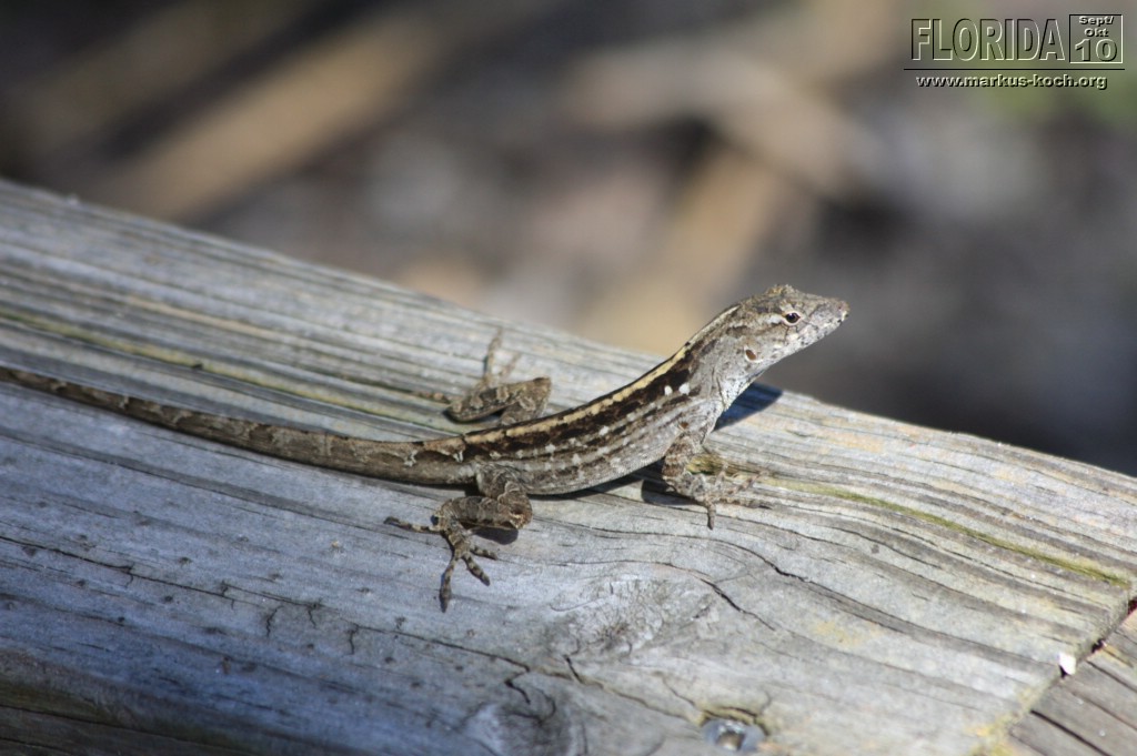 20101008_way_to_cape_coral_mk102