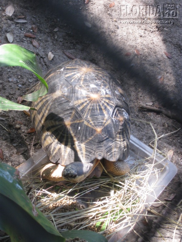 20101014_cape_coral6_busch_gardens_mk063