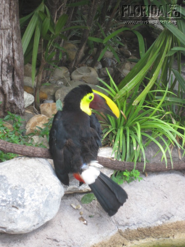 20101014_cape_coral6_busch_gardens_mk070