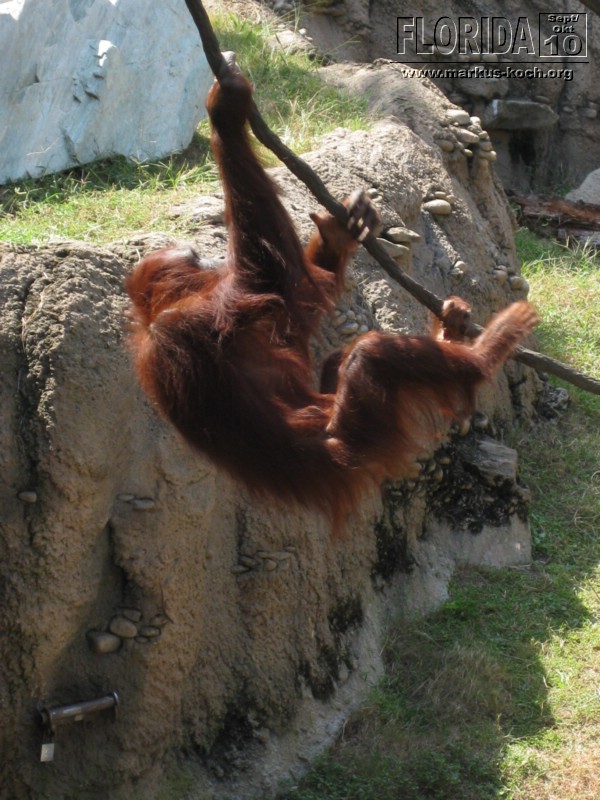 20101014_cape_coral6_busch_gardens_mk103