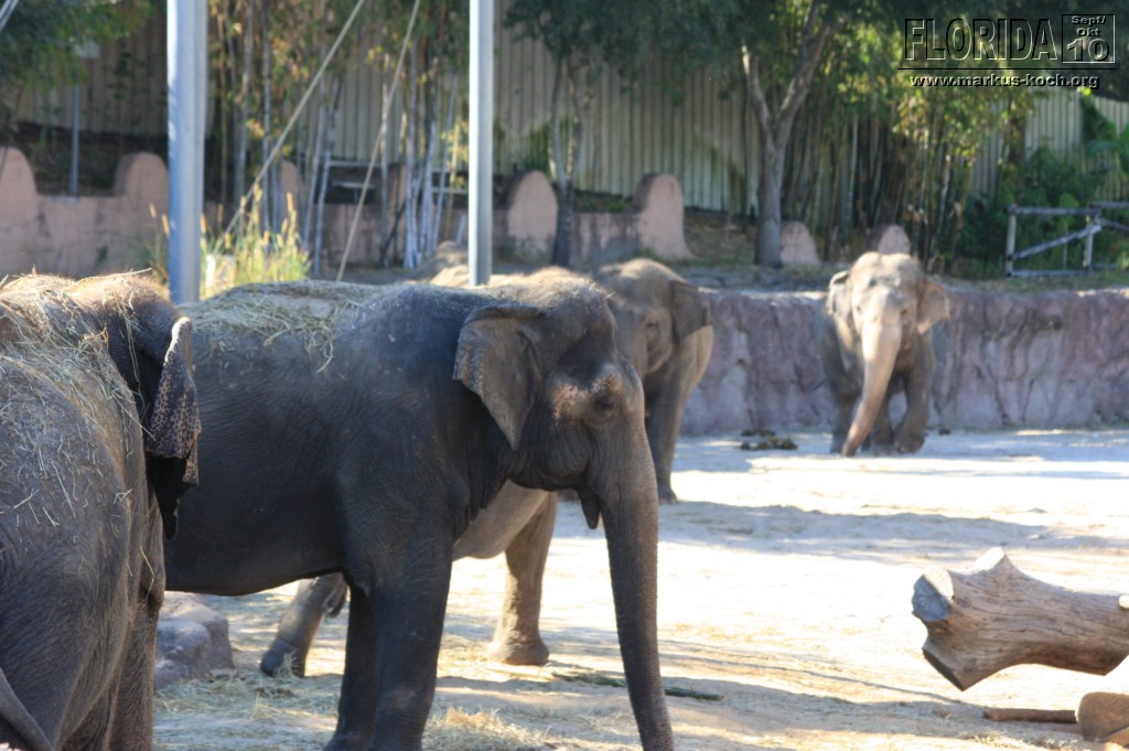 20101014_cape_coral6_busch_gardens_mk201