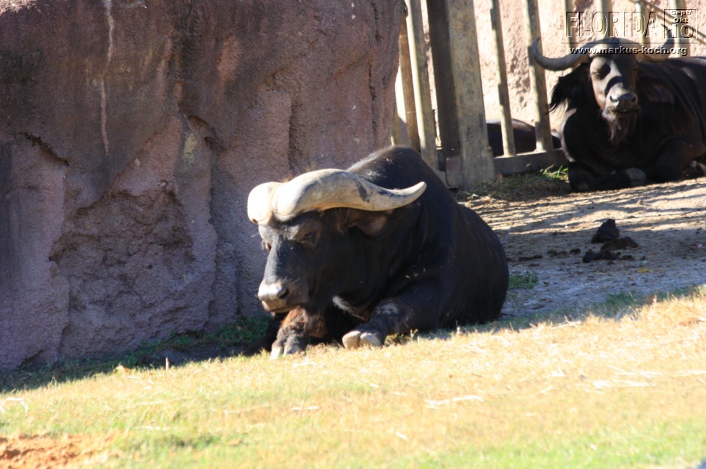 20101014_cape_coral6_busch_gardens_mk243