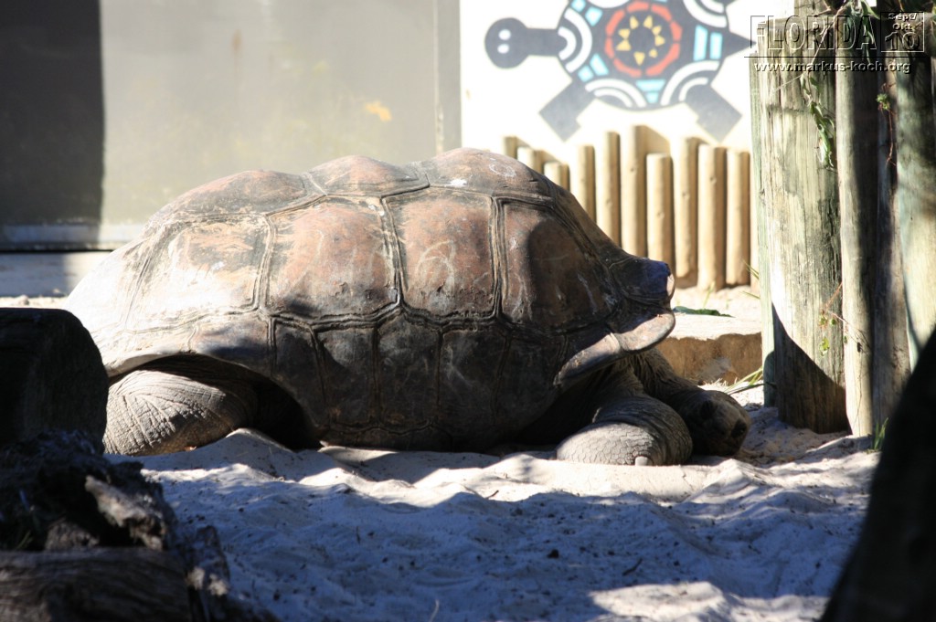 20101014_cape_coral6_busch_gardens_mk257