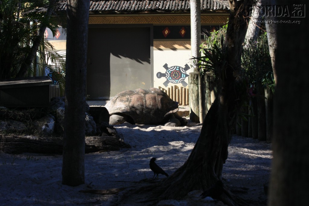 20101014_cape_coral6_busch_gardens_mk260
