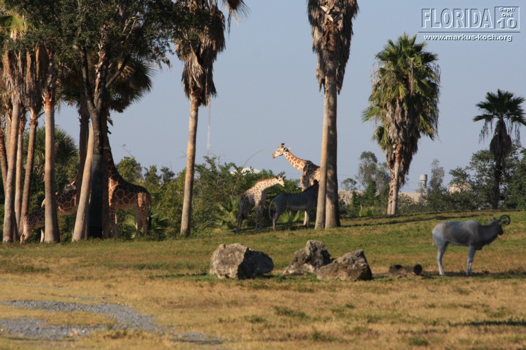 20101014_cape_coral6_busch_gardens_mk277
