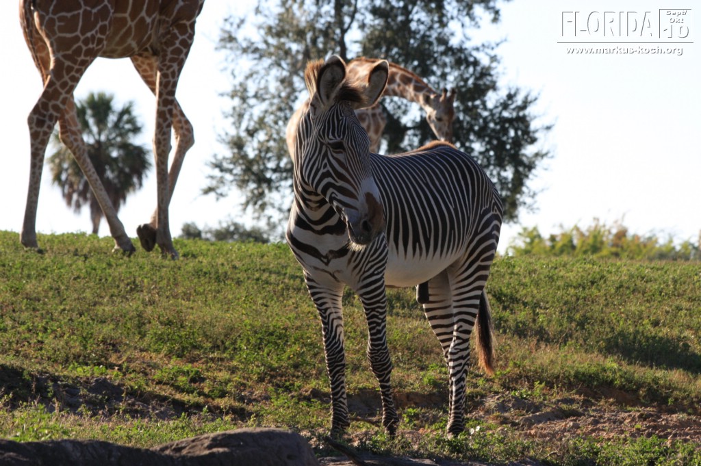 20101014_cape_coral6_busch_gardens_mk302