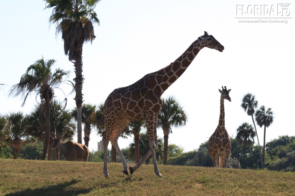 20101014_cape_coral6_busch_gardens_mk309