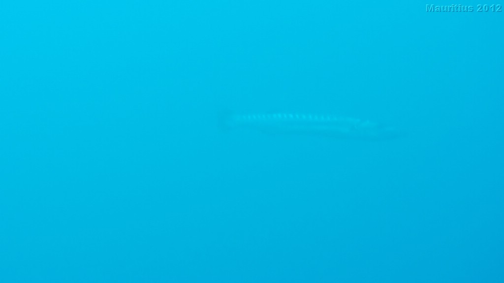 20121020_tag3_mru_tauchen_mk013