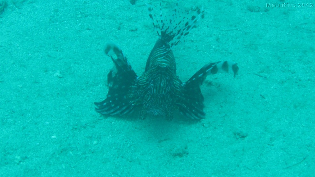 20121020_tag3_mru_tauchen_mk024