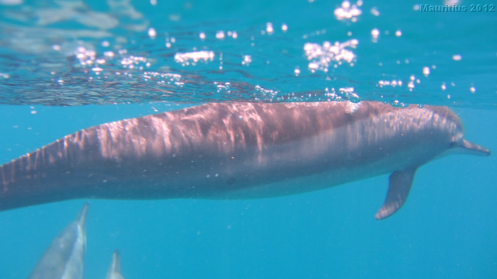 20121020_tag3_mru_tauchen_mk060