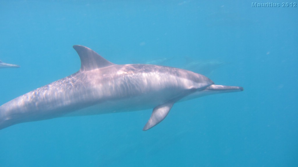 20121020_tag3_mru_tauchen_mk066