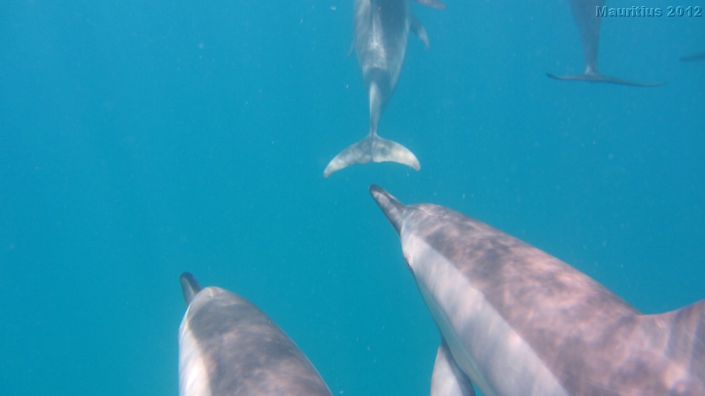 20121020_tag3_mru_tauchen_mk079