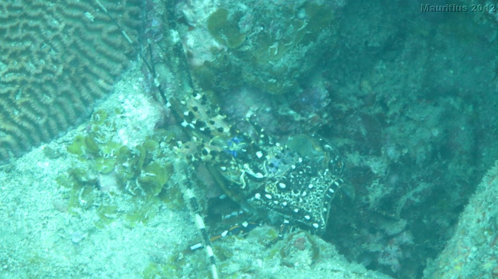 20121020_tag3_mru_tauchen_mk092