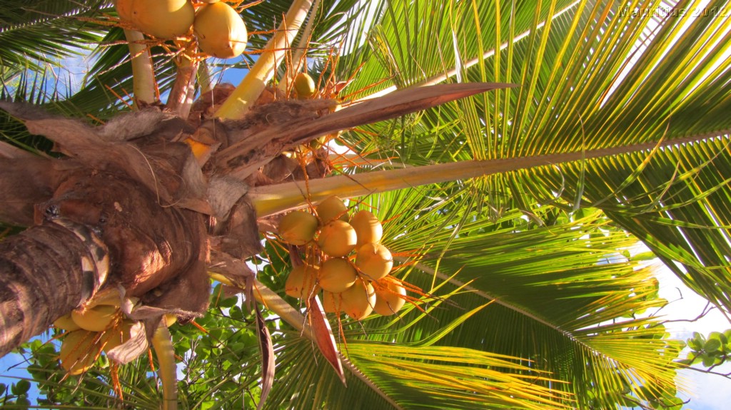 20121020_tag3_mru_tauchen_mk137