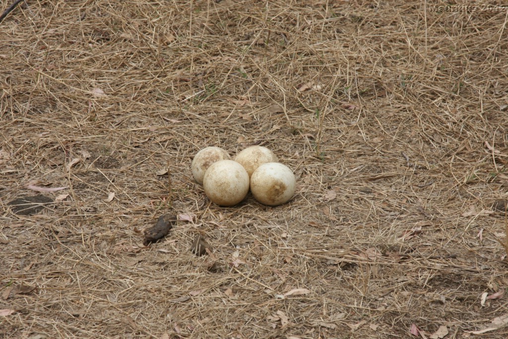 20121021_tag4_mru_cesalapark_mk115