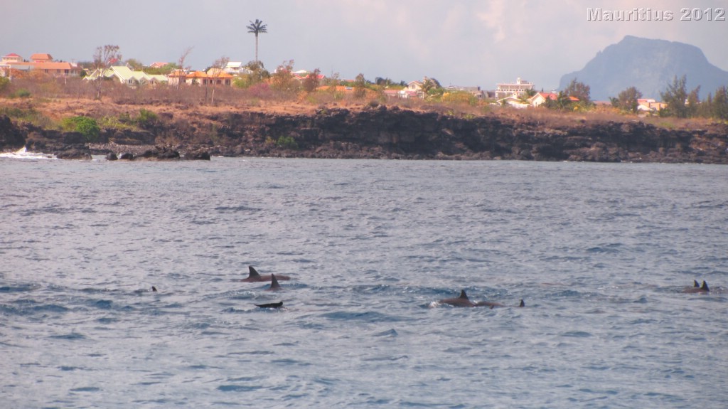 20121026_tag9_mru_dolswim_mk042