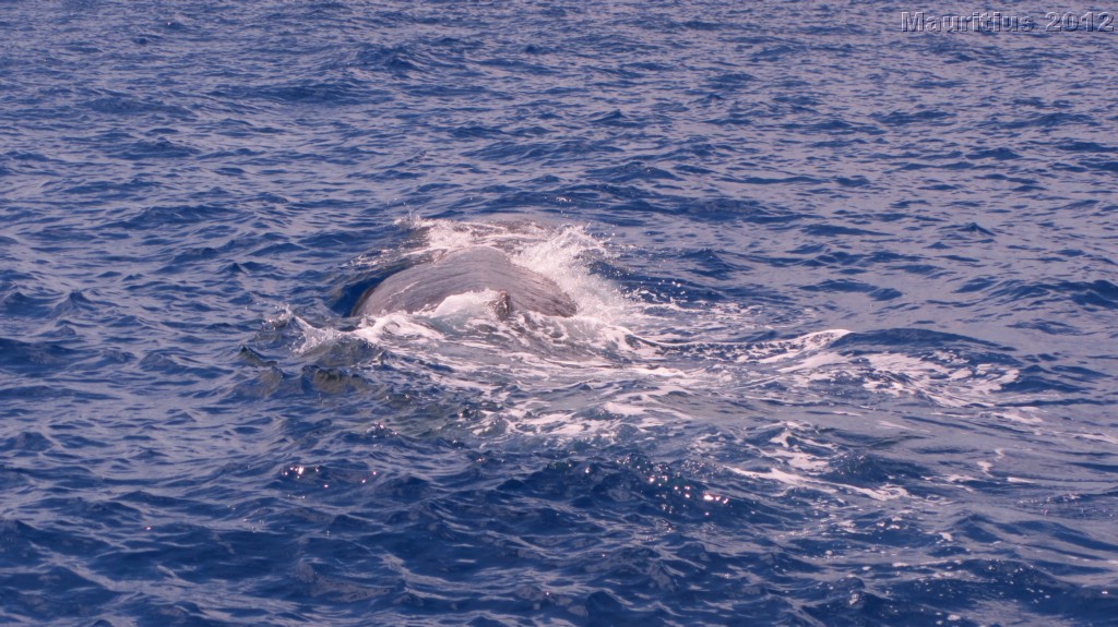 20121026_tag9_mru_dolswim_mk062