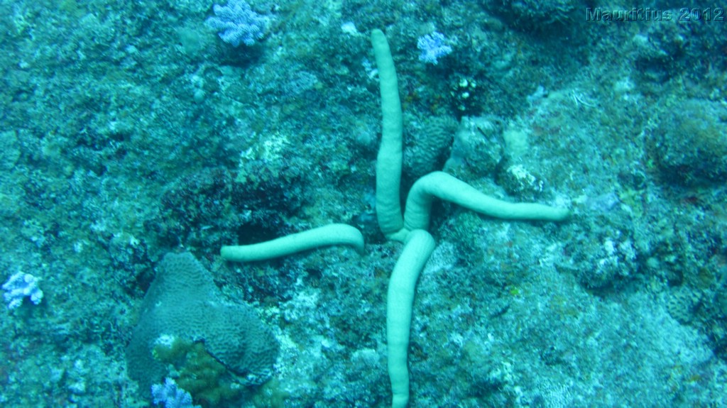 20121027_tag10_mru_tauchen2_mk008