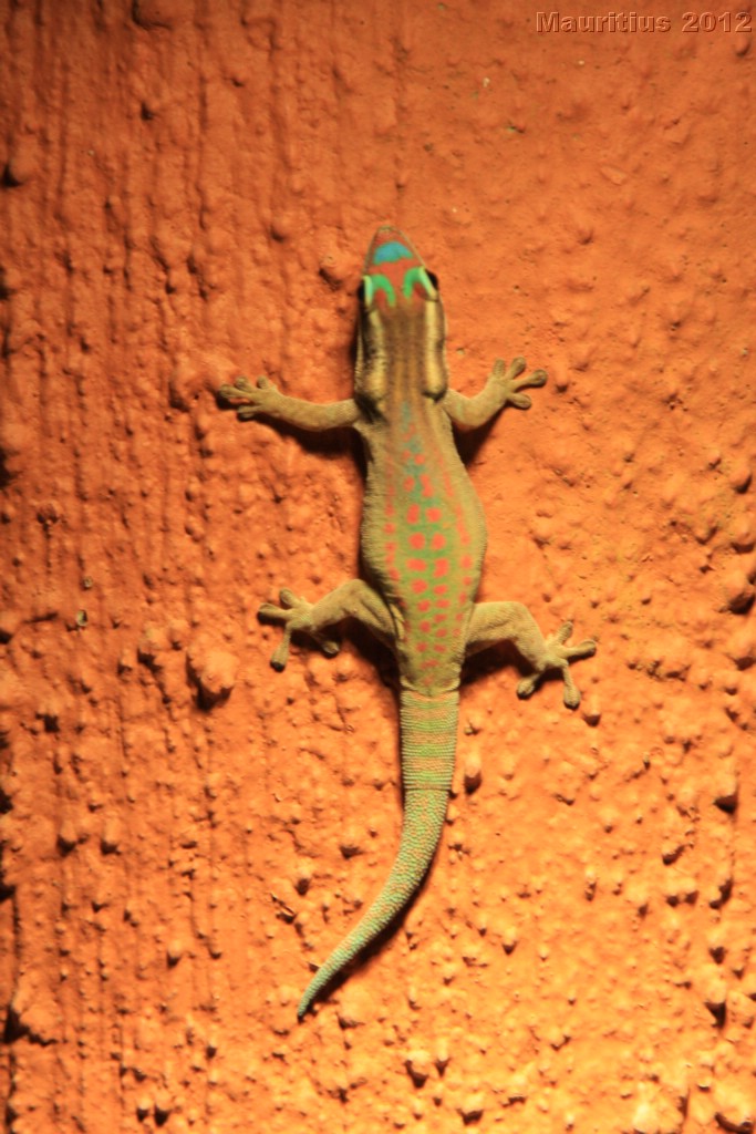 20121028_tag11_mru_mk077