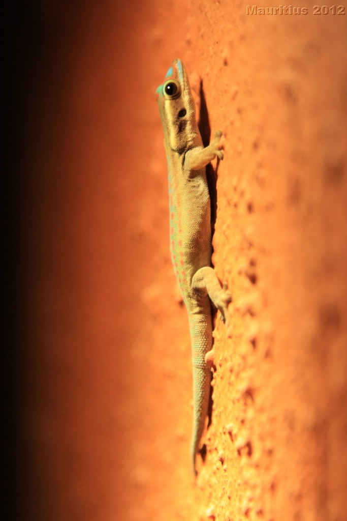 20121028_tag11_mru_mk079