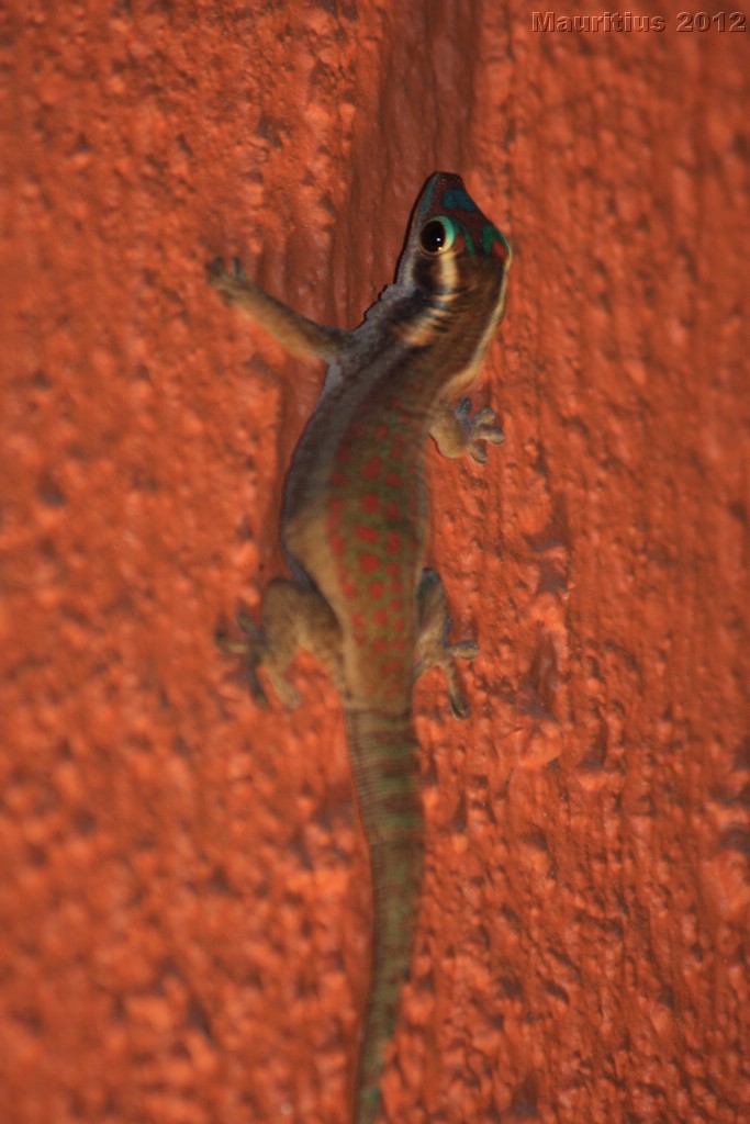 20121028_tag11_mru_mk084