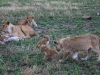 20130929_serengeti_mk462
