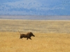 20131001_ngorongoro_krater_mk203