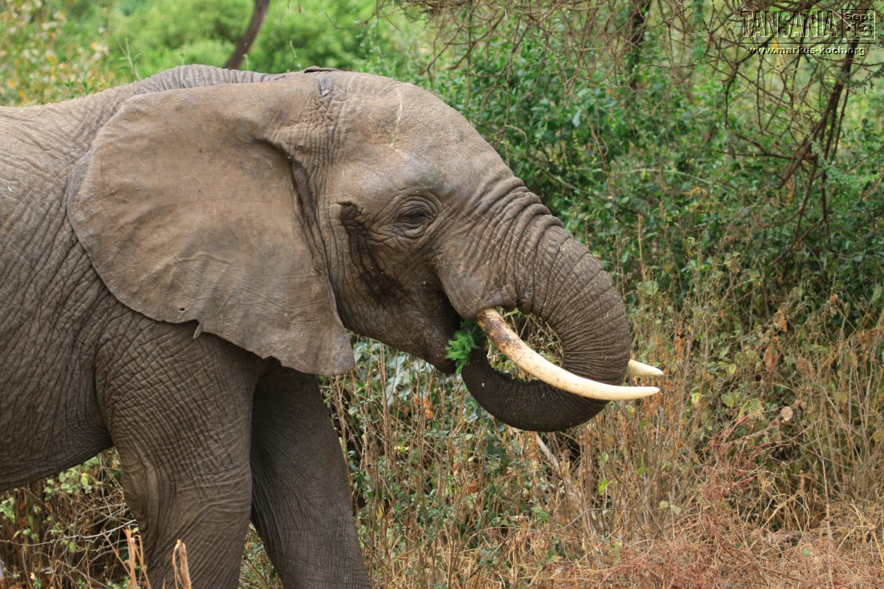 20131002_lake_manyara_np_flug_sansibar_mk061