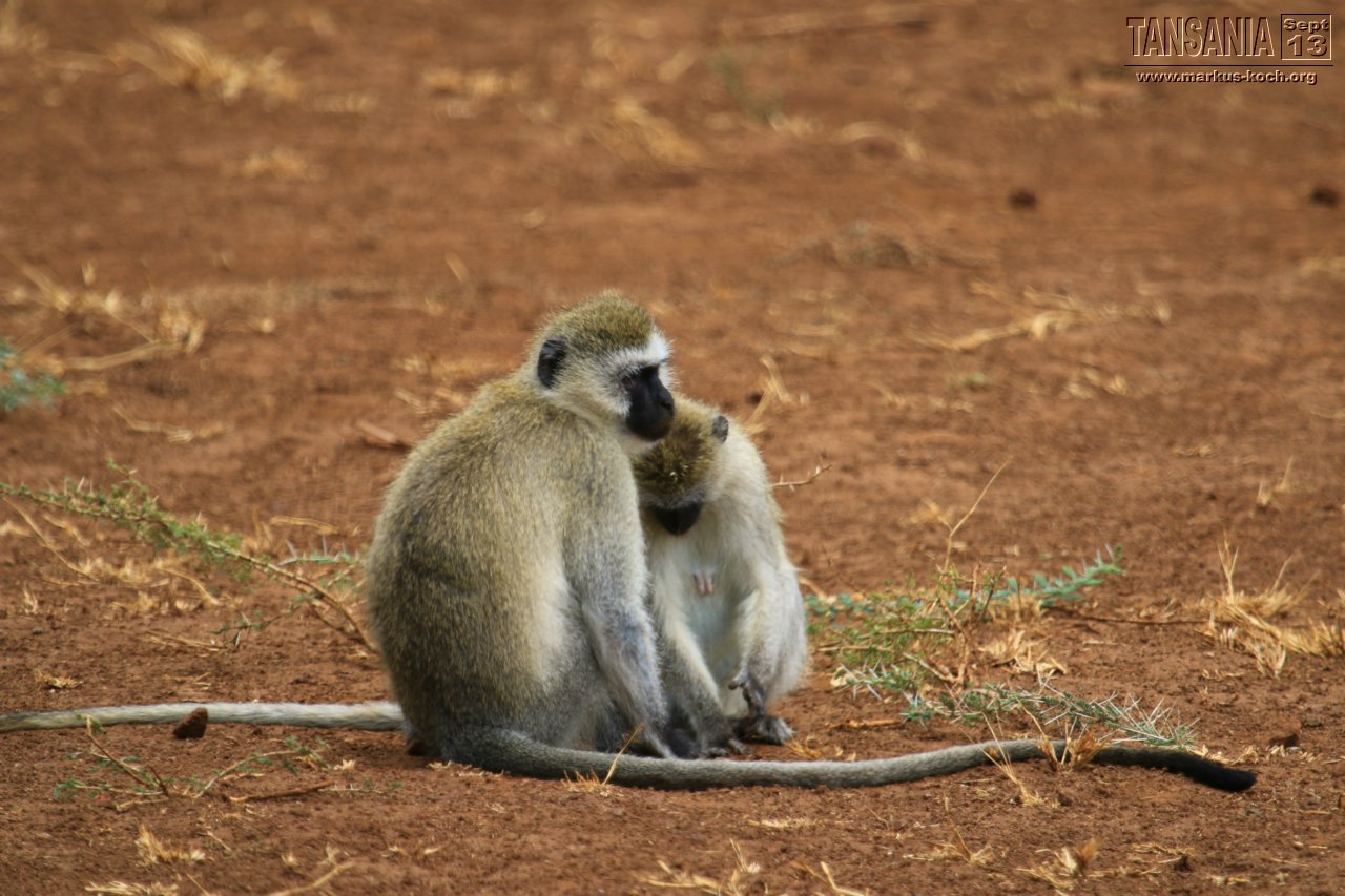 20131002_lake_manyara_np_flug_sansibar_mk088