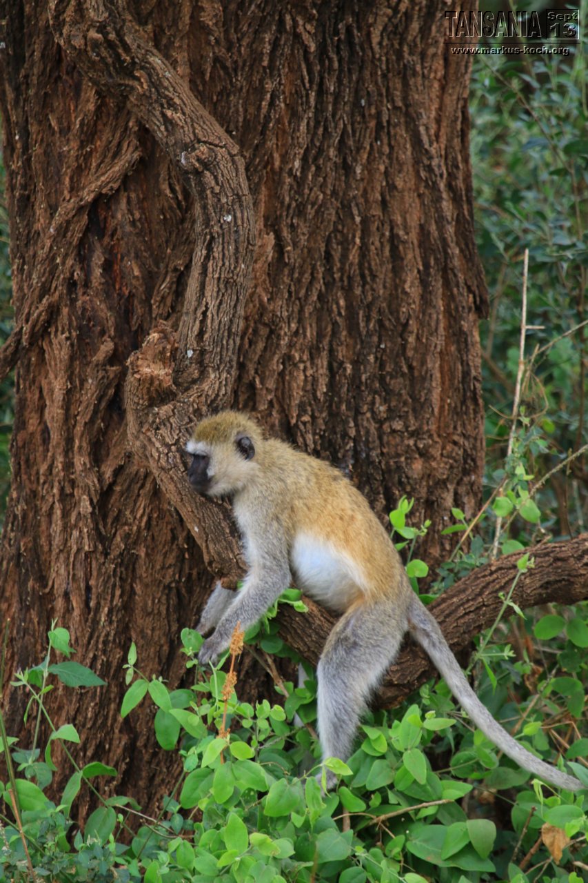 20131002_lake_manyara_np_flug_sansibar_mk105