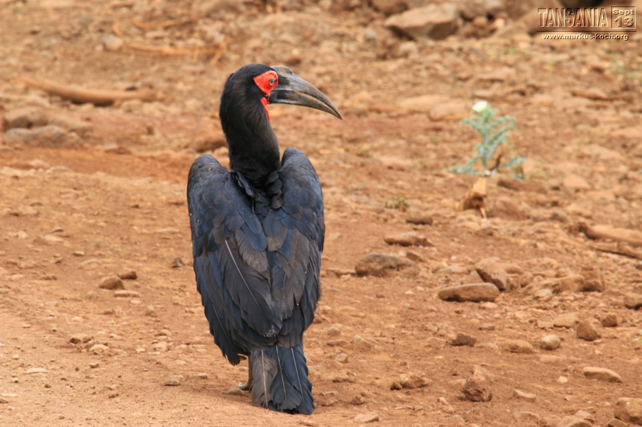 20131002_lake_manyara_np_flug_sansibar_mk108