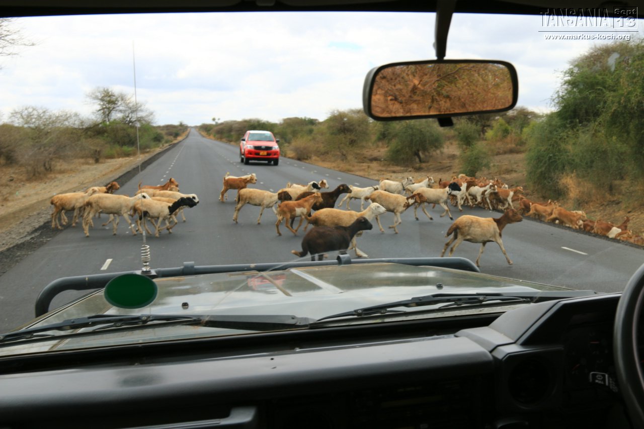 20131002_lake_manyara_np_flug_sansibar_mk168