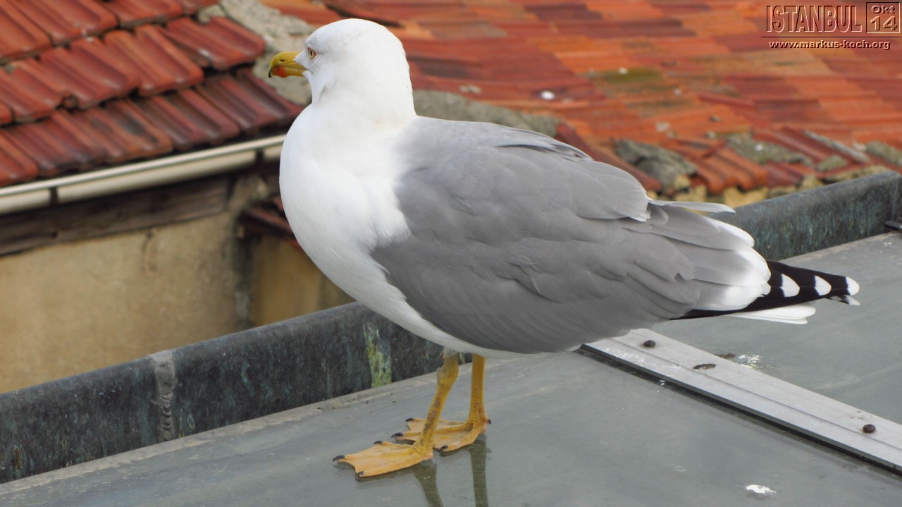 20141018_tag2_sa_mk130