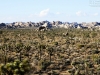 20151013_kingman_joshuatree_mk048