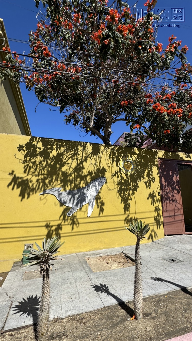 20250316-24_mexiko_baja_california_sur_mk0327