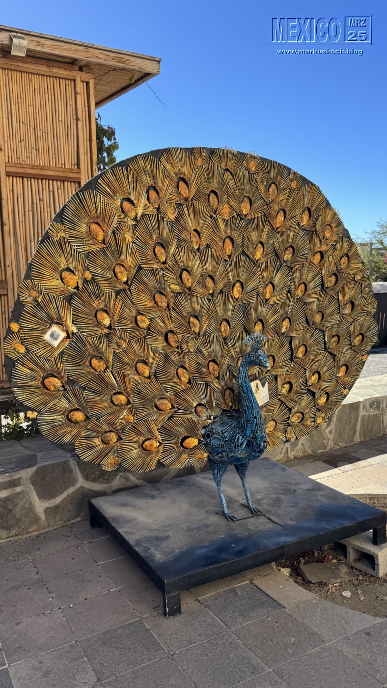 20250316-24_mexiko_baja_california_sur_mk0332