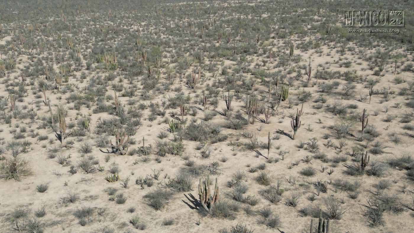 20250316-24_mexiko_baja_california_sur_mk0516