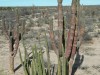 20250316-24_mexiko_baja_california_sur_mk0520